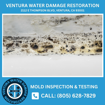 mold inspection and testing